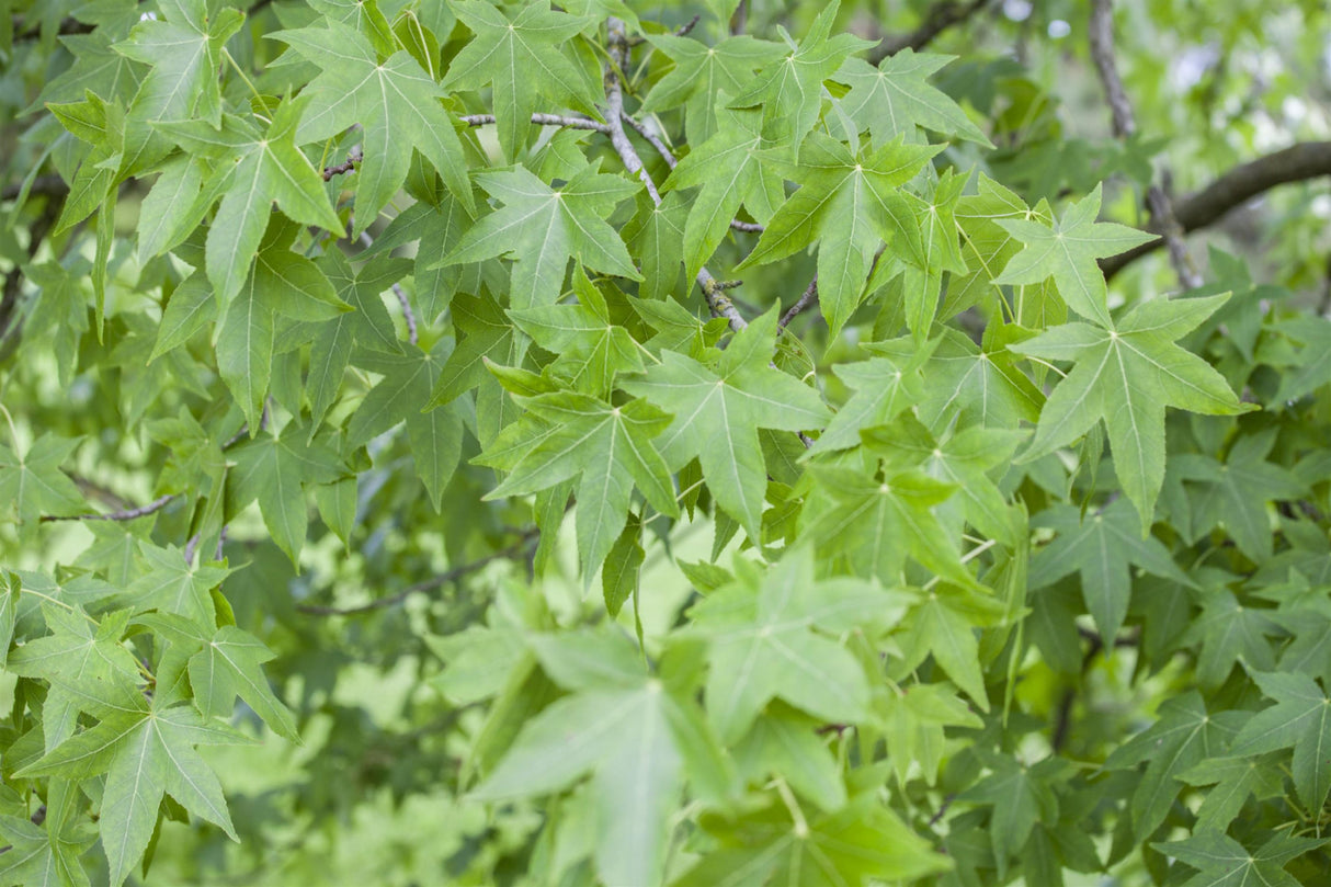 Redgum; hier mit Sommerbelaubung; anspruchslos; Einsatzmöglichkeit z.B. : Parkbaum;;mit zeitnaher Lieferung