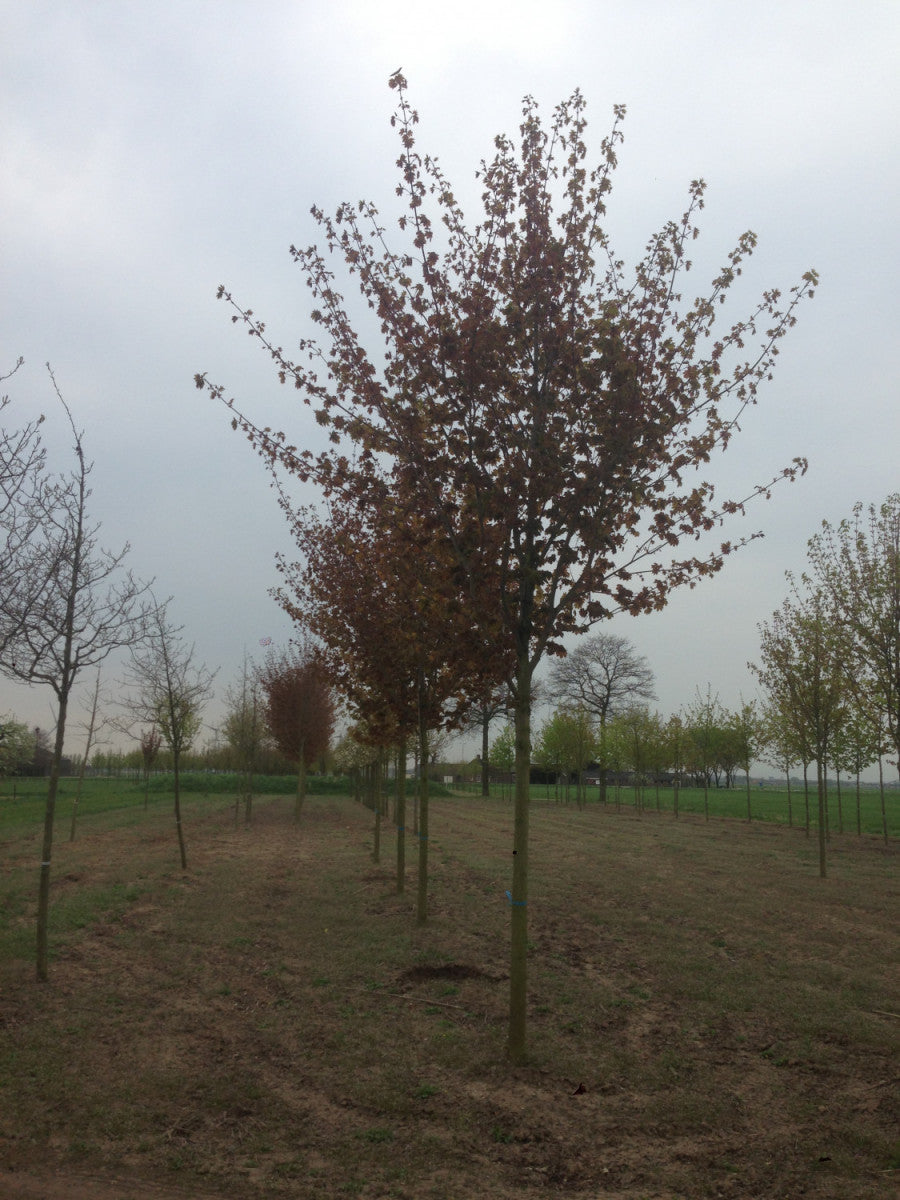 Acer platanoides 'Deborah' (Spitzahorn 'Deborah')