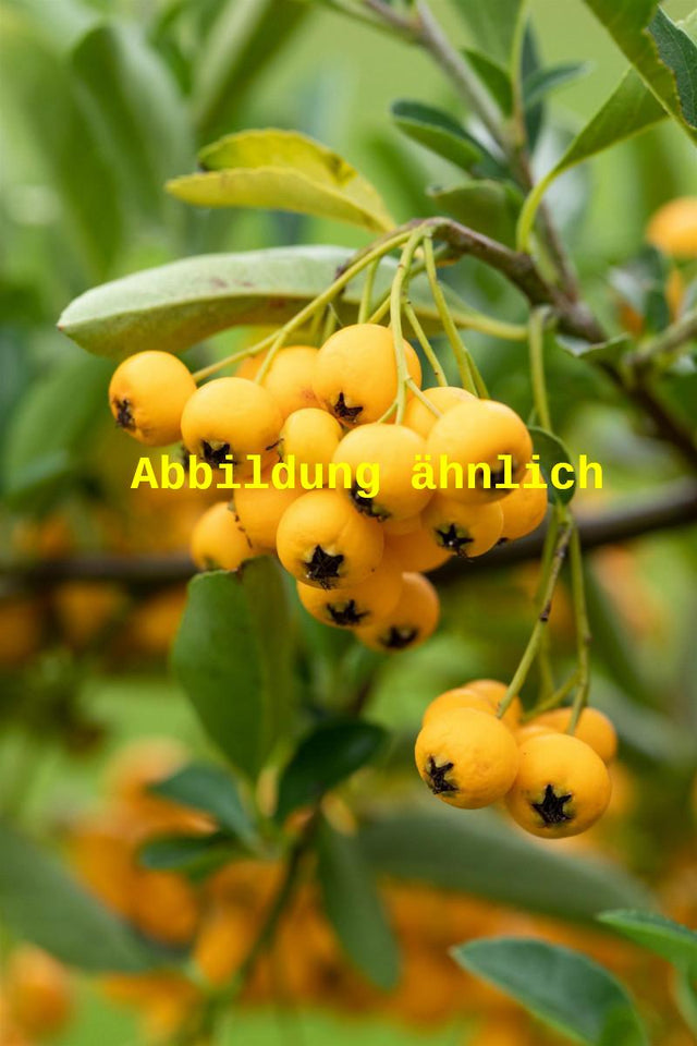 Genaues Foto für Pyracantha 'Golden Charmer' folgt; dieses ähnliche Bild dient der Illustration von Feuerdorn 'Golden Charmer'