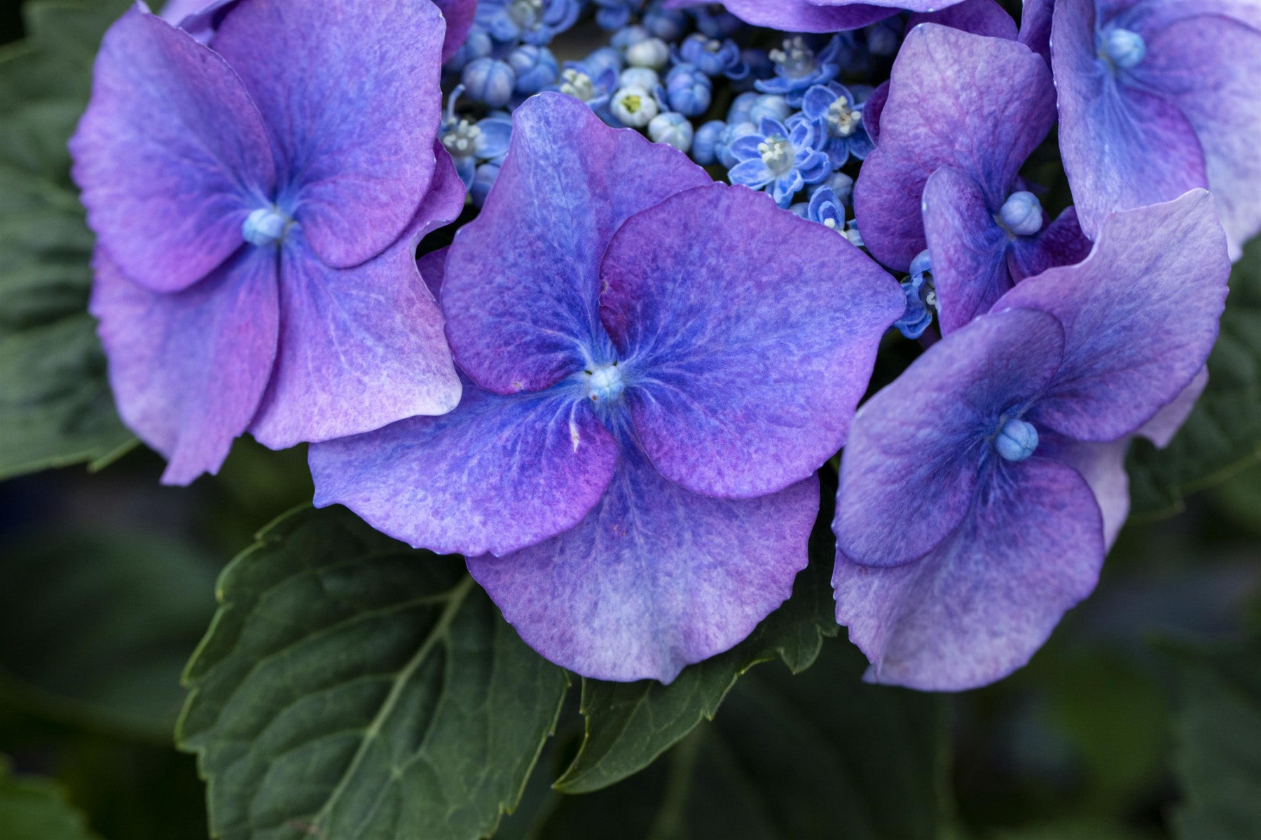Hydrangea macrophylla 'Blaumeise' (Tellerhortensie 'Blaumeise')