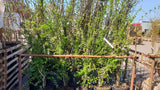 Crataegus monogyna VkG 6; hier im Topf; winterhart; Einsatzmöglichkeit z.B. : Zierstrauch;;Pflanzen vom Profi