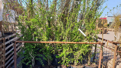 Crataegus monogyna VkG 6; hier im Topf; winterhart; Einsatzmöglichkeit z.B. : Zierstrauch;;Pflanzen vom Profi