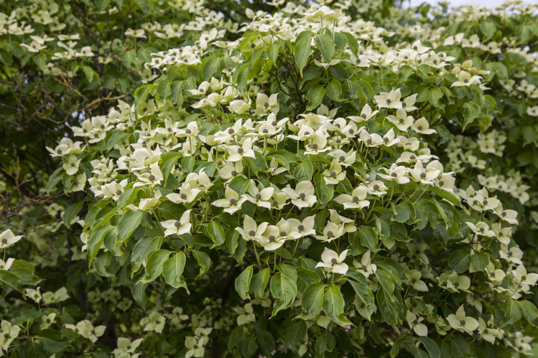 Cornus kousa chinensis 'China Girl' (Jap. Blumen Hartriegel 'China Girl')