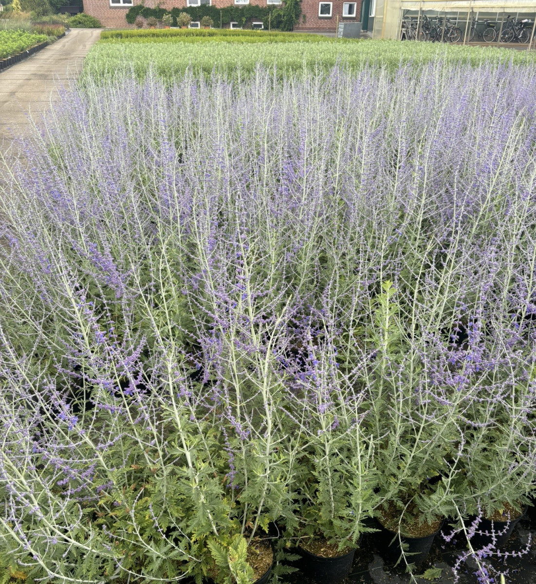 Blauraute, Silberbusch; hier mit Blüte; trockenheitsverträglich; Einsatzmöglichkeit z.B. : Staudenbeet;;hier kaufen