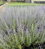Blauraute, Silberbusch; hier mit Blüte; trockenheitsverträglich; Einsatzmöglichkeit z.B. : Staudenbeet;;hier kaufen