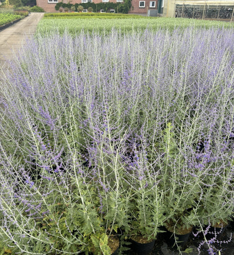 Blauraute, Silberbusch; hier mit Blüte; trockenheitsverträglich; Einsatzmöglichkeit z.B. : Staudenbeet;;hier kaufen