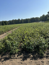 Quercus robur; als Pflanze im Beet; natürlich; Einsatzmöglichkeit z.B. : freie Landschaft;;ab 1,72 Euro