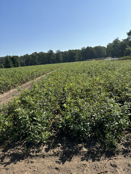 Quercus robur VkG 2; als Pflanze im Beet; natürlich; Einsatzmöglichkeit z.B. : freie Landschaft;;ab 2,72 Euro