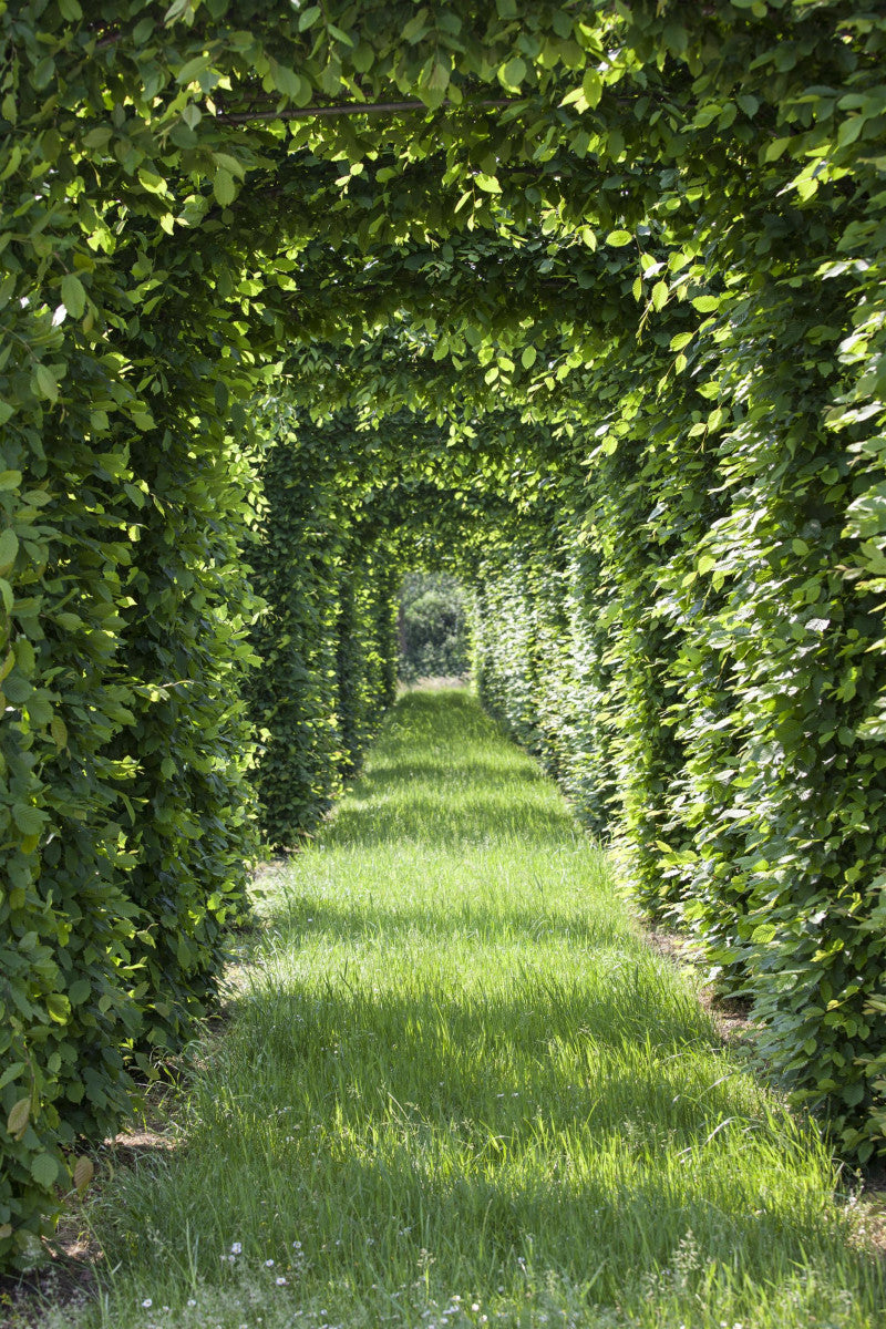 Fagus sylvatica HkG 81012; in Einzelansicht; robust; Einsatzmöglichkeit z.B. : Parkanlagen;;ab 1,34 Euro