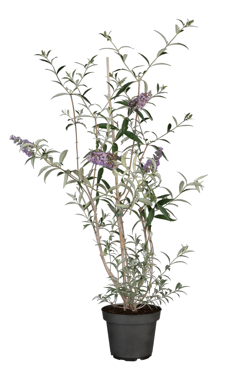 Buddleja davidii 'Nanho Blue' (Sommerflieder 'Nanho Blue')