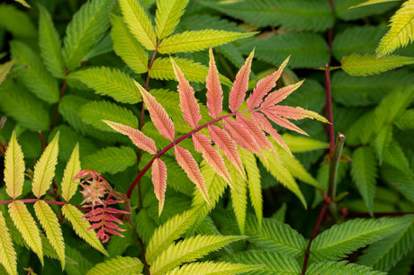 Velvet Sumac; hier mit Sommerbelaubung; dekorative Früchte; Einsatzmöglichkeit z.B. : Heckenpflanze;;Pflanzen vom Profi