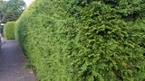 Thuja occidentalis 'Brabant'; als Hecke; robust gegen Krankheiten;;ab 10,80 Euro