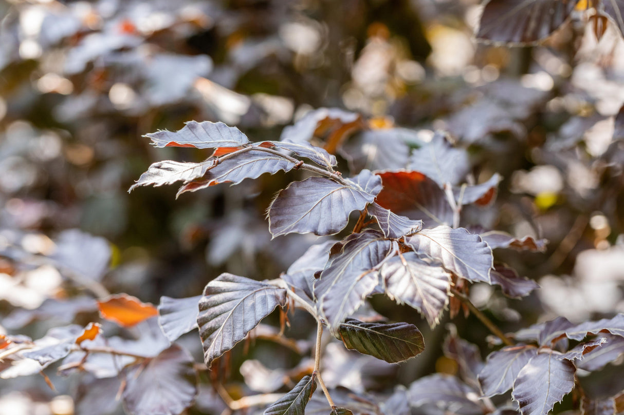 Synonym (alte Bezeichnung): Fagus sylvatica 'Purpurea'; pflegeleicht;;mit zeitnaher Lieferung