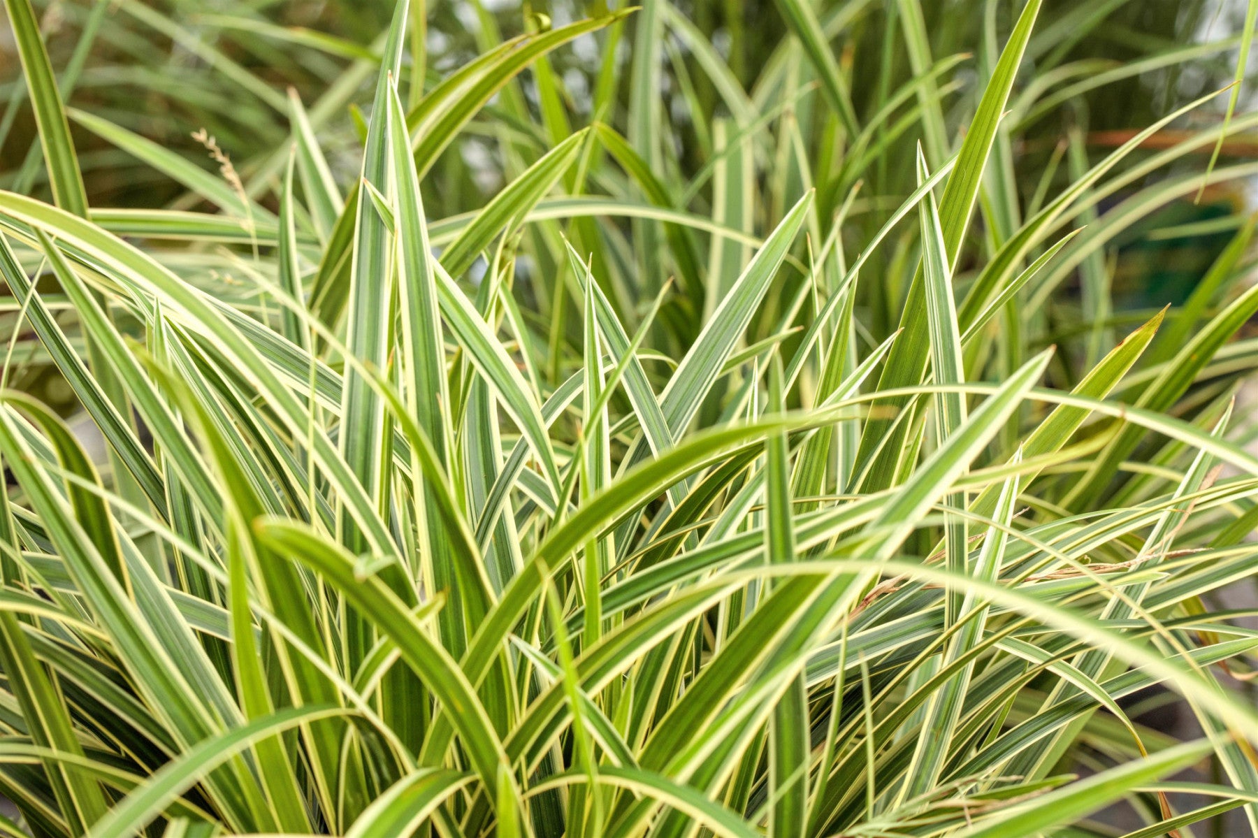 Carex foliosissima 'Icedance' (Weißrandige Garten-Segge)