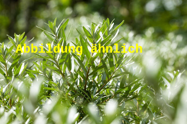 Genaues Foto für Hippophae rhamnoides 'Askola' folgt; dieses ähnliche Bild dient der Illustration von Sanddorn 'Askola'