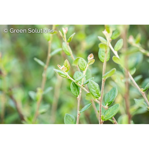 Cotoneaster salicifolius 'Parkteppich' (Kriechmispel 'Parkteppich')