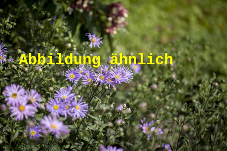 Genaues Foto für Aster ageratoides 'Eleven Purple' folgt; dieses ähnliche Bild dient der Illustration von Wild-Aster