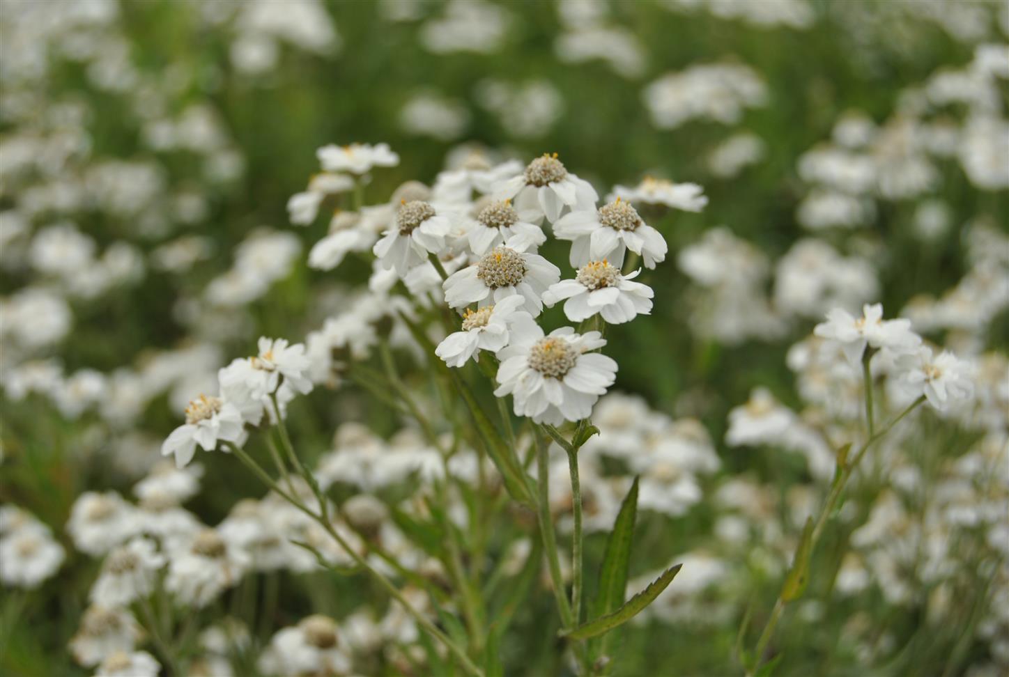 Achillea ptarmica (Bertrams-Garbe)