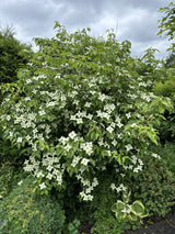 Chin. Blumen-Hartriegel; als Pflanze im Beet; winterhart; Einsatzmöglichkeit z.B. : Gartenbaum; erhältlich von 40-60 bis 125-150 cm;;hier kaufen