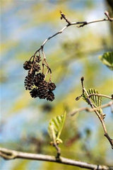 Alnus cordata; mit Früchten/Fruchtbehang; winterhart; Einsatzmöglichkeit z.B. : Alleebaum; erhältlich mit Stammumfang von ab 5 bis 20-25 cm;;günstig mit Qualität