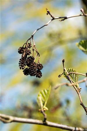Alnus cordata; mit Früchten/Fruchtbehang; winterhart; Einsatzmöglichkeit z.B. : Alleebaum; erhältlich mit Stammumfang von ab 5 bis 20-25 cm;;günstig mit Qualität