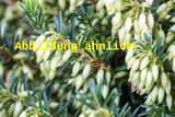 Genaues Foto für Erica carnea 'Springwood White' folgt; dieses ähnliche Bild dient der Illustration von Schneeheide 'Springwood White'
