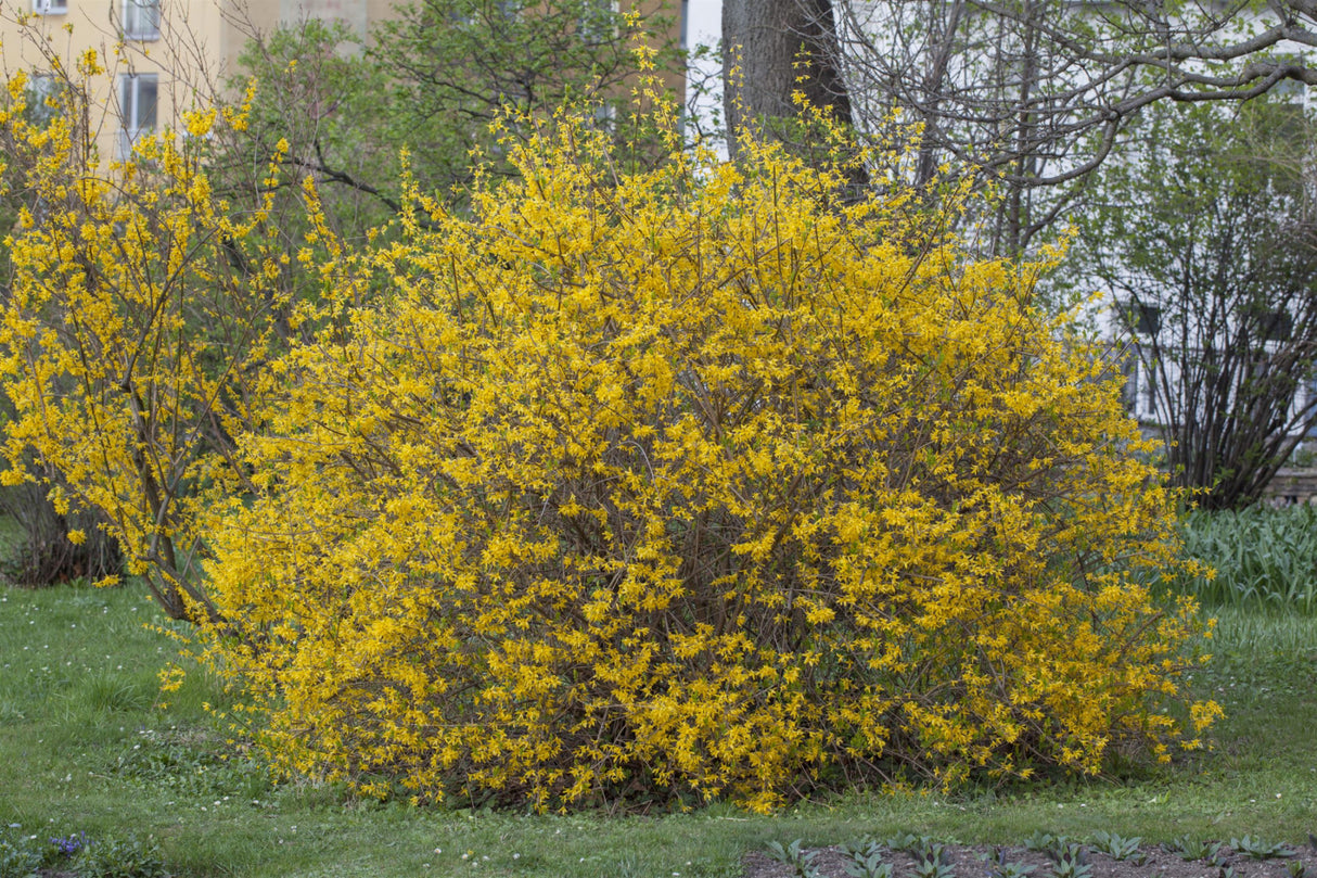 Forsythia intermedia 'Spectabilis'; als Pflanze im Beet; bienenfreundlich; Einsatzmöglichkeit z.B. : Solitärgehölz;;mit zeitnaher Lieferung
