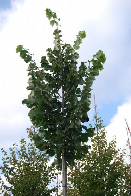 Tilia tomentosa 'Brabant'; hier mit Belaubung; kompakt; Einsatzmöglichkeit z.B. : Straßenbäume;;mit zeitnaher Lieferung