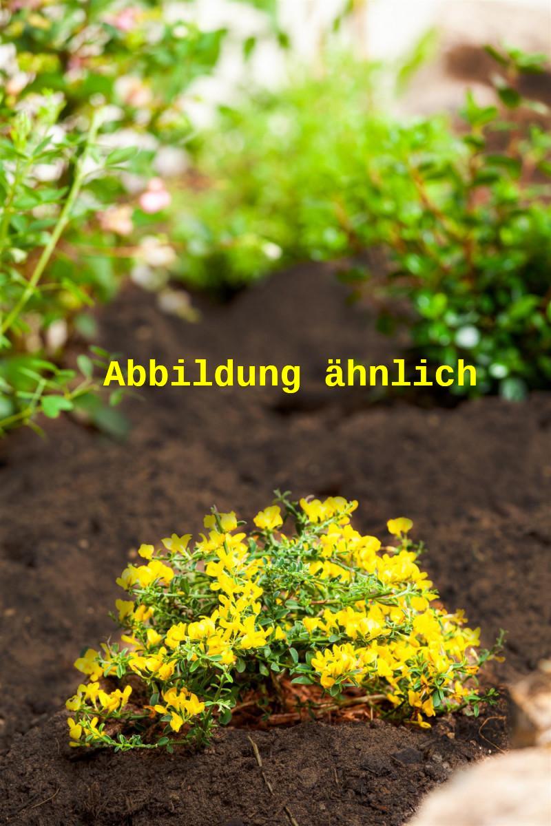 Genaues Foto für Genista pilosa 'Vancouver Gold' folgt; dieses ähnliche Bild dient der Illustration von Sandginster 'Vancouver Gold'