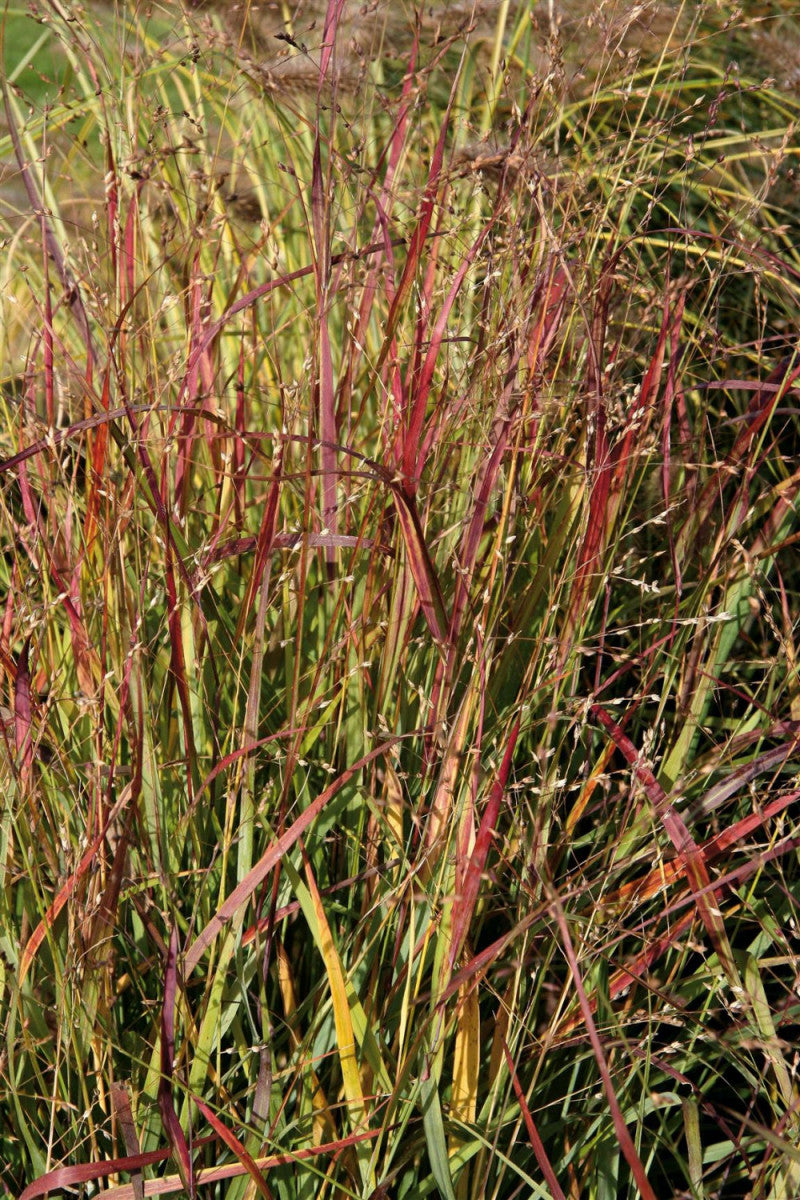 Panicum virgatum 'Shenandoah' (Garten-Ruten-Hirse)
