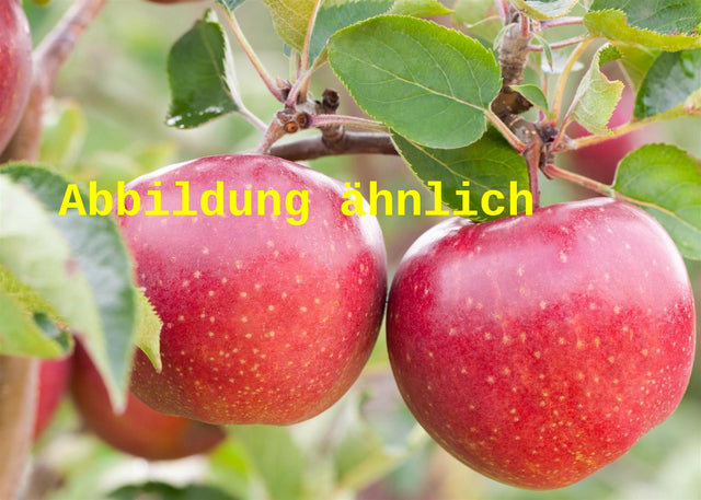 Genaues Foto für Malus 'Roter Jonathan' folgt; dieses ähnliche Bild dient der Illustration von Apfel 'Roter Jonathan'