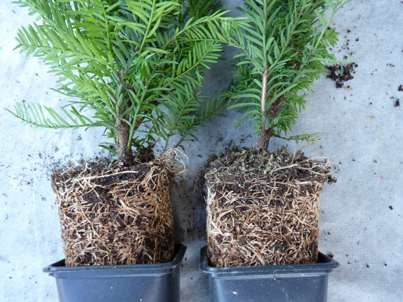 Taxus baccata; hier im Topf; schnittfest, anspruchslos, dicht wachsend; Einsatzmöglichkeit z.B. : Vogelschutzhecke;;ab 2,14 Euro