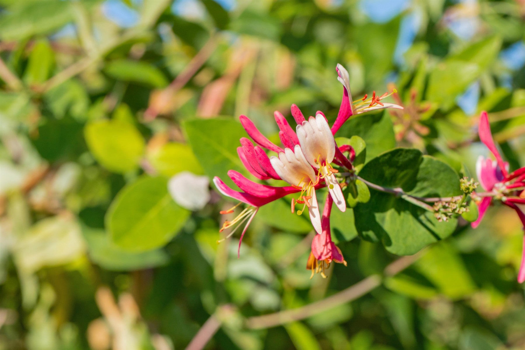 Lonicera caprifolium (Jelängerjelieber)
