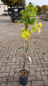 Vitis 'Phönix'; vorbereitet für Versand; winterhart; Einsatzmöglichkeit z.B. : Freiland;;günstig mit Qualität
