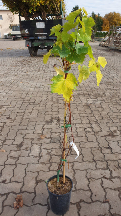 Vitis 'Phönix'; vorbereitet für Versand; winterhart; Einsatzmöglichkeit z.B. : Freiland;;günstig mit Qualität