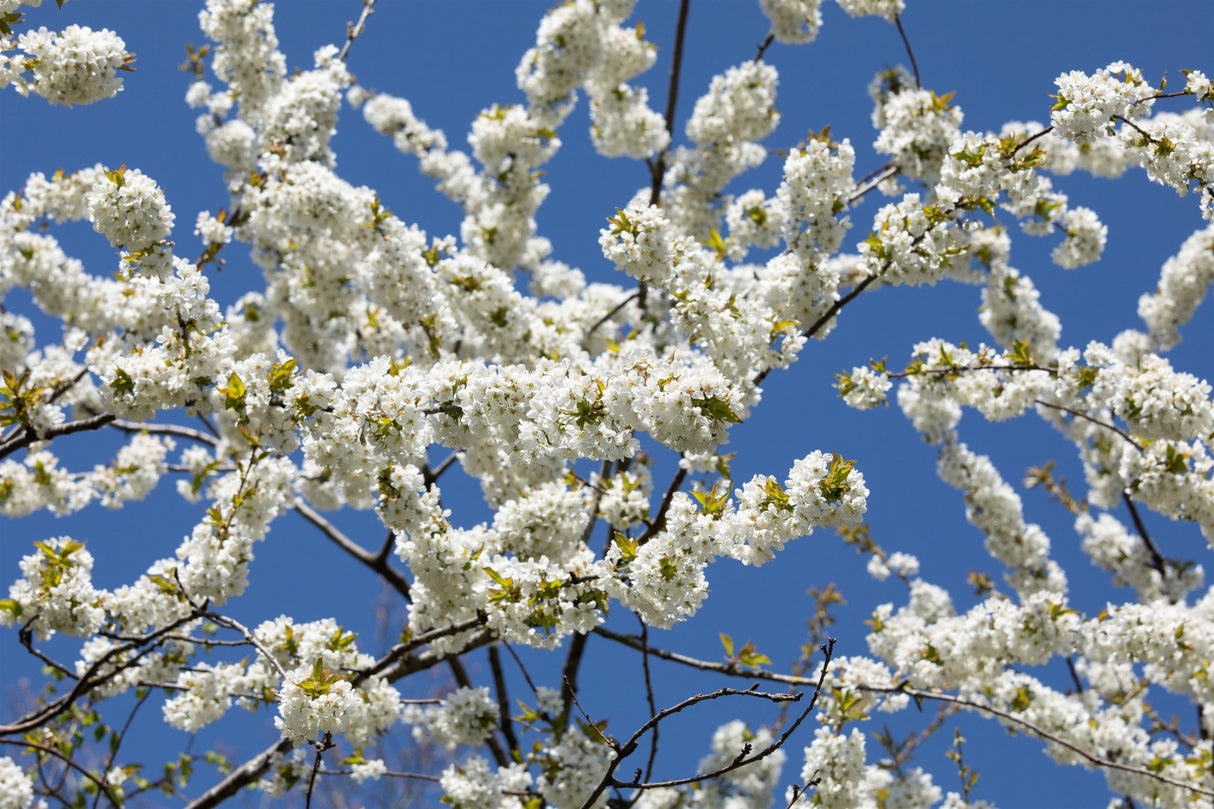 Vogel-Kirsche; hier mit Blüte; schöne Blüten; Einsatzmöglichkeit z.B. : Streuobstwiese; erhältlich mit Stammumfang von ab 5 bis 20-25 cm;;günstig mit Qualität