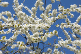 Vogel-Kirsche; hier mit Blüte; schöne Blüten; Einsatzmöglichkeit z.B. : Streuobstwiese; erhältlich mit Stammumfang von ab 5 bis 20-25 cm;;günstig mit Qualität