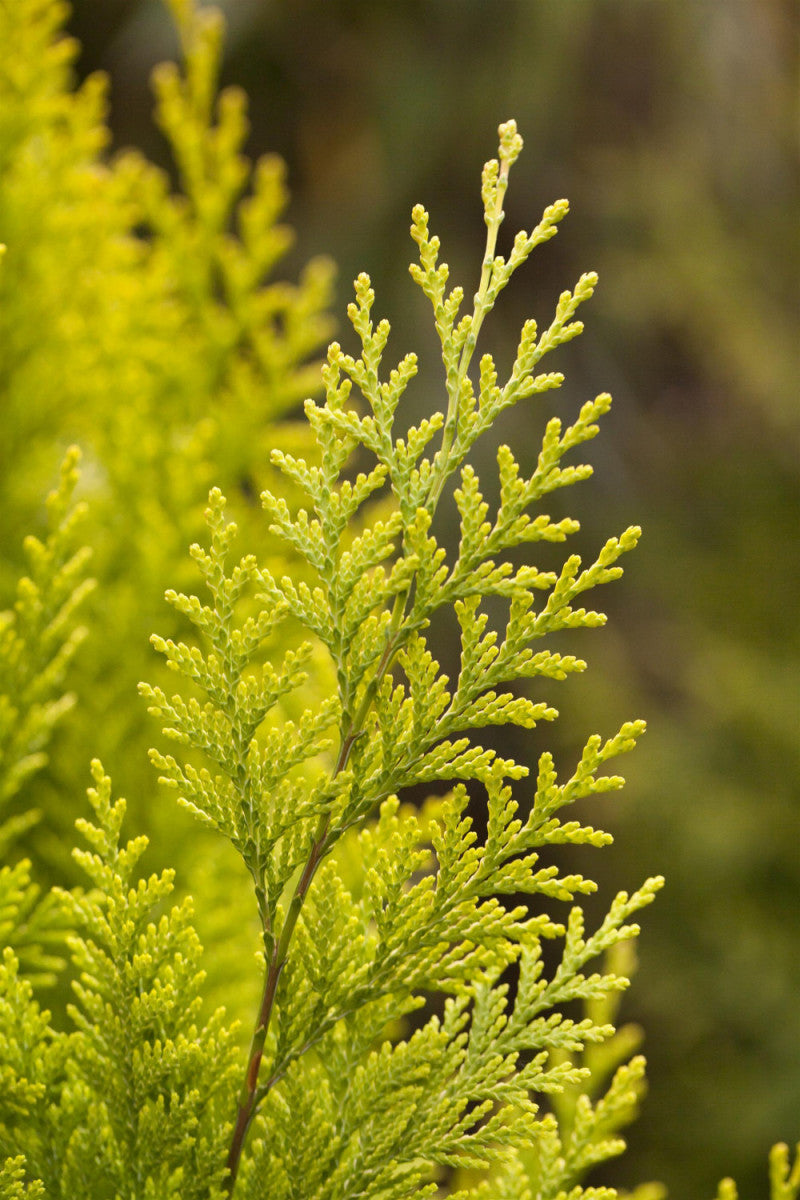 Je nach Variante (siehe Beschreibung) werden entsprechende Pflanzen geliefert, jahreszeitbedingt sehen Pflanzen unterschiedlich aus.