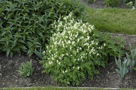 jahreszeitbedingt sehen Pflanzen unterschiedlich aus.