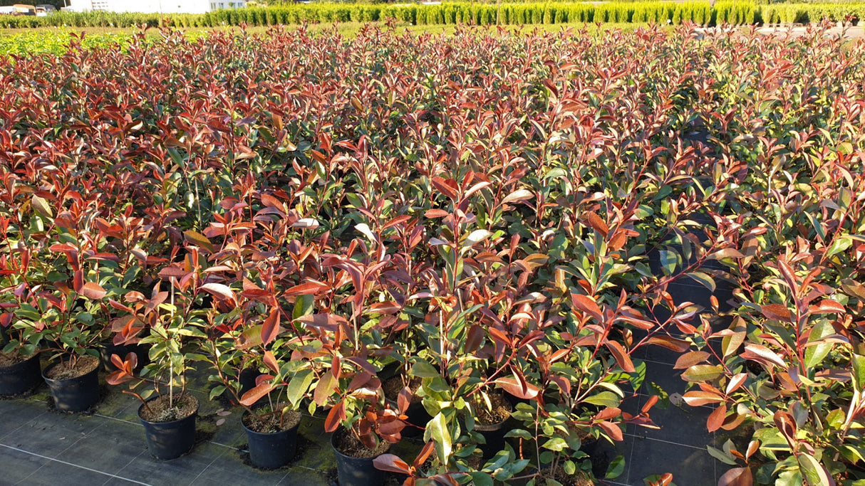 Photinia fraseri 'Red Robin'; als Pflanze im Beet; pflegeleicht; Einsatzmöglichkeit z.B. : Vogelnährgehölz;;ab 28,40 Euro