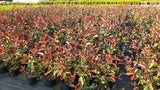 Photinia fraseri 'Red Robin'; als Pflanze im Beet; pflegeleicht; Einsatzmöglichkeit z.B. : Vogelnährgehölz;;ab 28,40 Euro