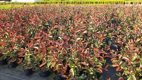 Photinia fraseri 'Red Robin'; als Pflanze im Beet; pflegeleicht; Einsatzmöglichkeit z.B. : Vogelnährgehölz;;ab 28,40 Euro