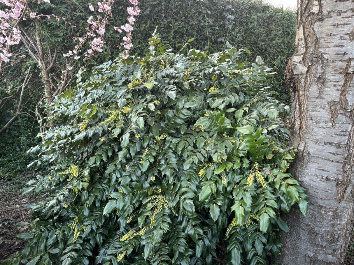 Mahonie 'Winter Sun'; hier mit Belaubung; winterhart; Einsatzmöglichkeit z.B. : Hecke; erhältlich von 40-60 bis 60-80 cm;;hier kaufen