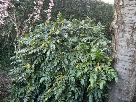 Mahonie 'Winter Sun'; hier mit Belaubung; winterhart; Einsatzmöglichkeit z.B. : Hecke; erhältlich von 40-60 bis 60-80 cm;;hier kaufen