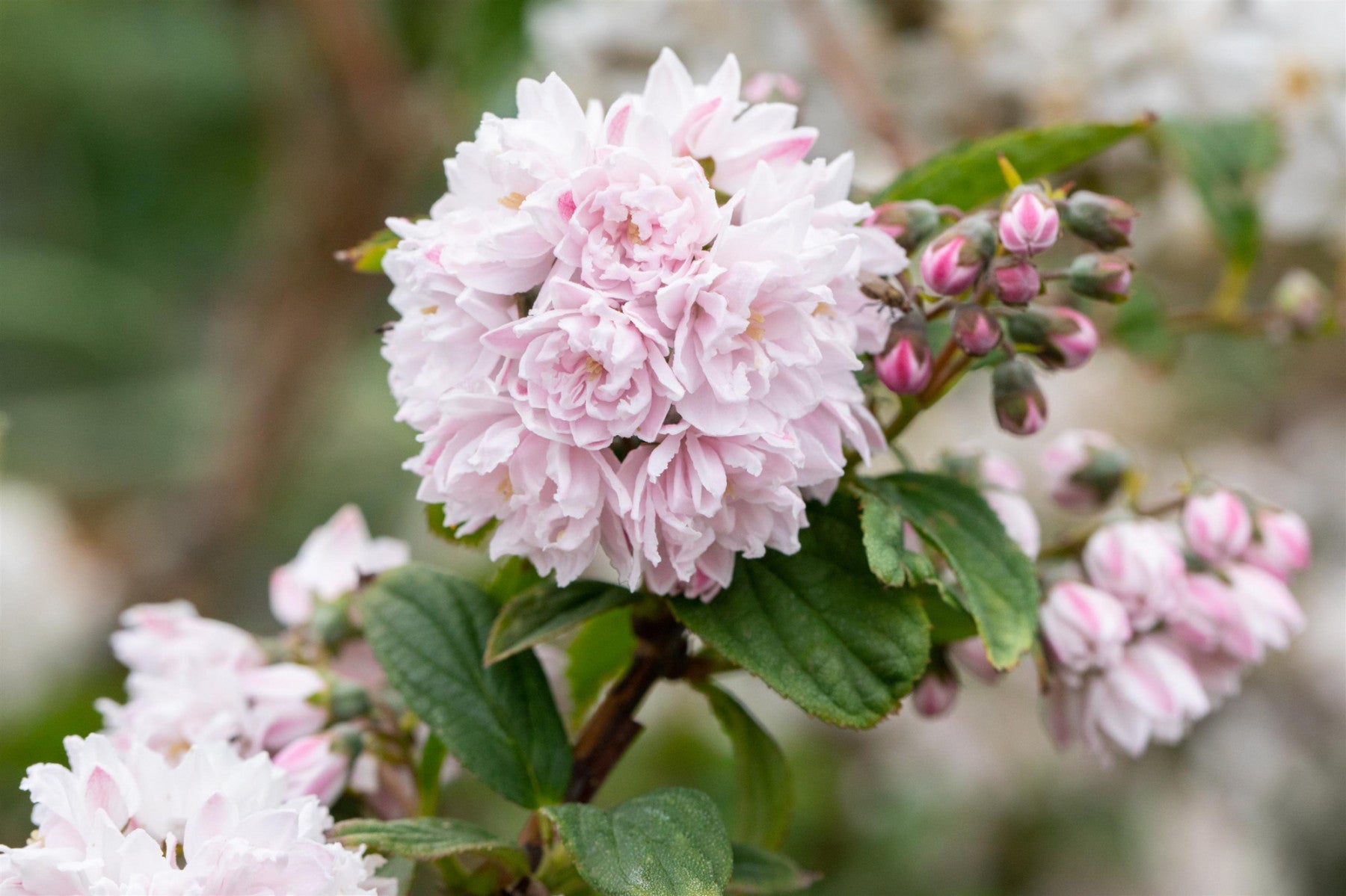 Deutzia hybrida 'Pink Pom-Pom' (Sternchenstrauch 'Pink Pom-Pom')