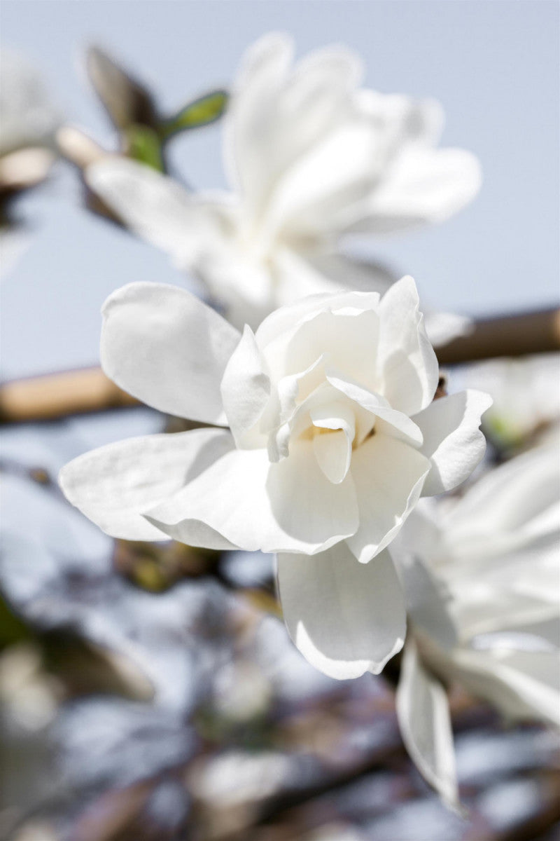 Magnolie 'Merrill'; hier mit Blüte; winterhart; Einsatzmöglichkeit z.B. : Ziergehölz; erhältlich von 40-60 bis 200-250 cm;;hier kaufen