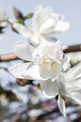 Magnolie 'Merrill'; hier mit Blüte; winterhart; Einsatzmöglichkeit z.B. : Ziergehölz; erhältlich von 40-60 bis 200-250 cm;;hier kaufen