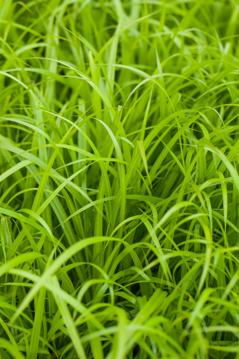 Carex pendula (Hänge-Segge)
