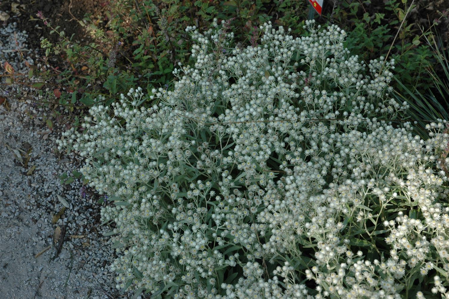 Anaphalis triplinervis 'Sommerschnee' (Garten-Perlkörbchen)