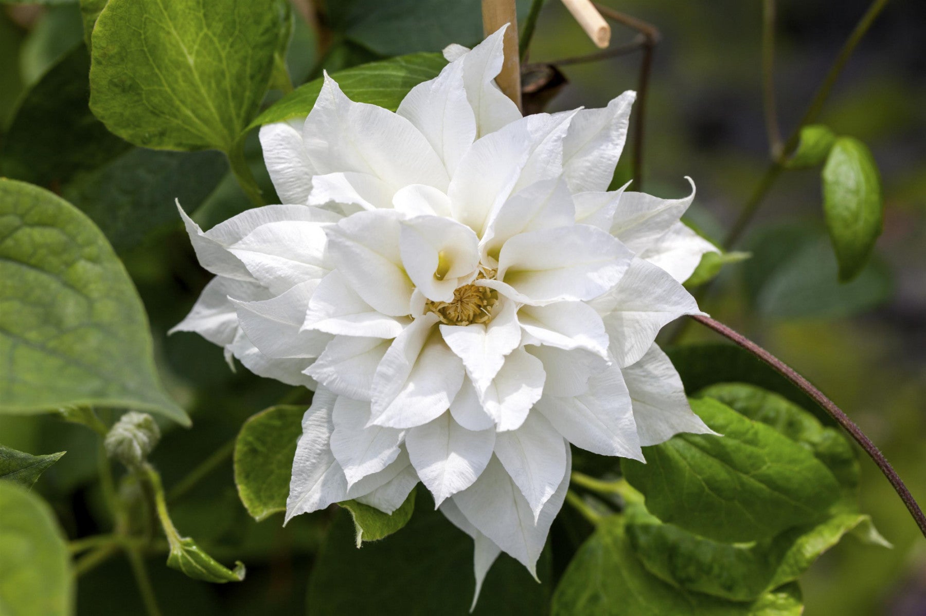 Clematis 'Duchess of Edinburgh' (Waldrebe 'Duchess of Edinburgh')